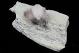 Wholesale Lot of Blastoid Fossils On Shale - Pieces #70894-2